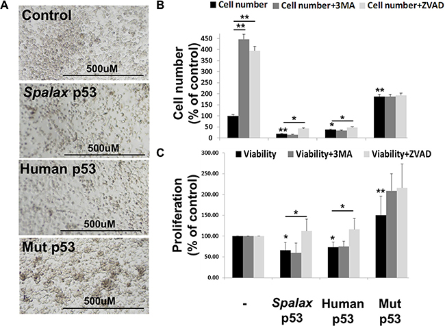 Lung cancer cell proliferation reduction by the Spalax p53 is caspase-dependent.
