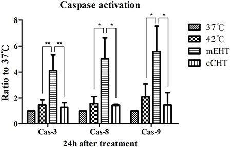 Caspase signaling after hyperthermia treatments.