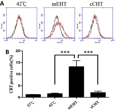 Calreticulin expression after hyperthermia treatments.