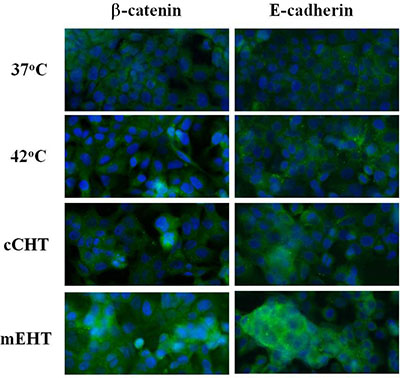 Differences in adherent protein levels after hyperthermia treatments.