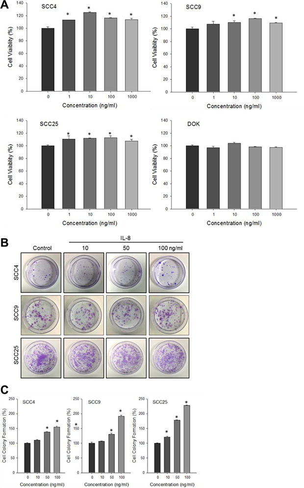 Effect of IL-8 on HNSCC cell proliferation.