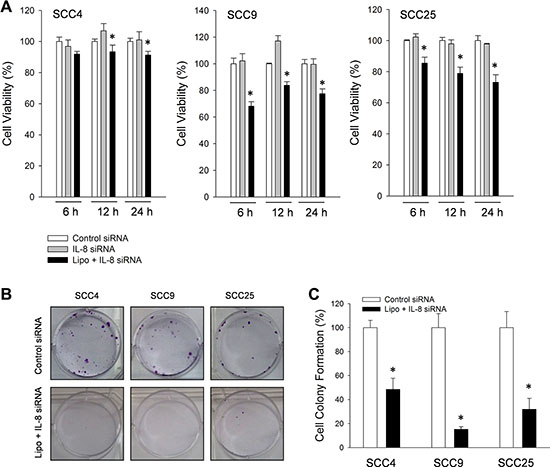 Knockdown of IL-8 reduced survival rate of three types of HNSCC cell.