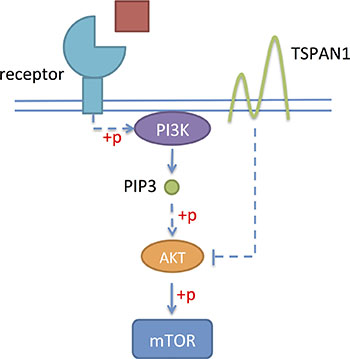 TSPAN1 could suppress the phosphorylation of Akt and inhibit PI3K/Akt pathway.