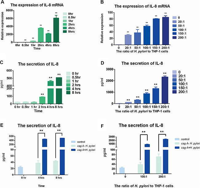 The expression of IL-8 in mRNA and protein levels after stimulation of cagA+ H. pylori and cagA&#x2212; H. pylori.