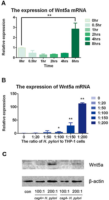 H. pylori up-regulated expression of Wnt5a in mRNA and protein levels.