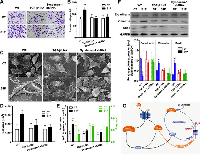 S1P-induced epithelial to mesenchymal transition (EMT) was mediated by syndecan-1 and TGF-&#x03B2;1.