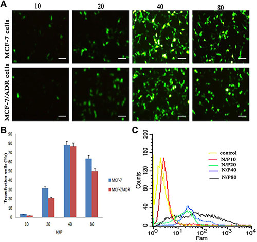 In vitro transfection efficiency in MCF-7 cells and MCF-7/ADR cells after treated with LHRss/pEGFP for 48 h.