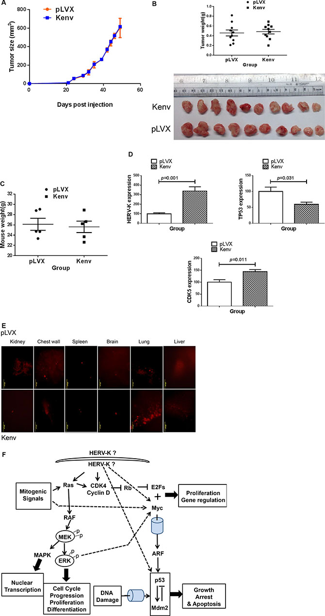 Effect of HERV-K overexpression on tumor growth in mouse xenografts.