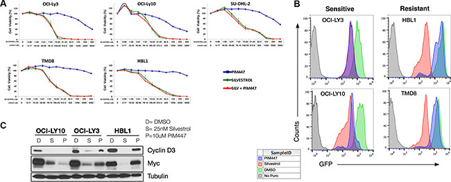 PIM447 treatment leads to a reduction in cap-dependent protein translation in sensitive cell lines.