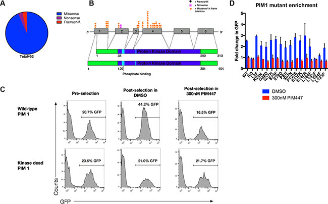 Majority of somatic mutations in PIM1 are missense mutations that preserve kinase function.
