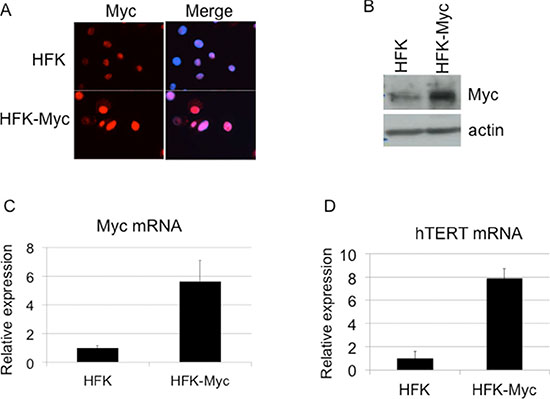 Transduction of Myc and expression of hTERT.