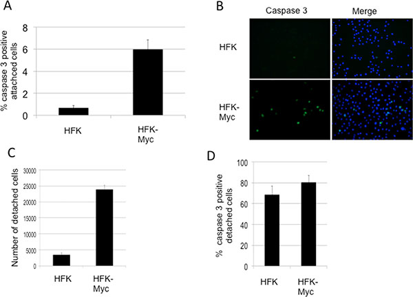Myc increases apoptosis and detachment of cultured cells.