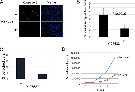Y-27632 inhibits apoptosis of Myc-expressing cells.