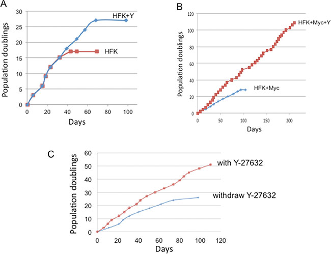 Y-27632 immortalizes Myc-expressing keratinocytes.