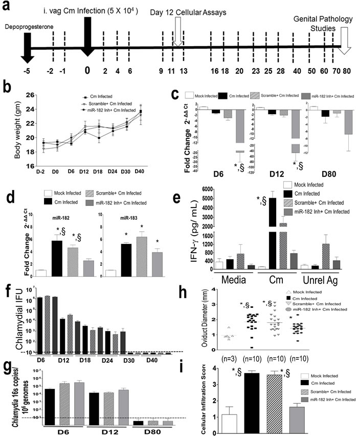 Murine miR-182 significantly regulates Ag-specific immune responses and disease pathology in