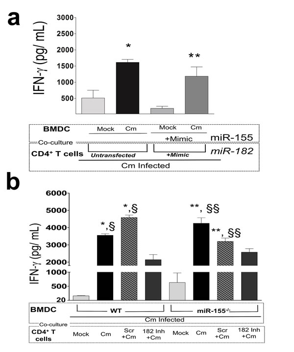 Interferon-&#x3b3; production in