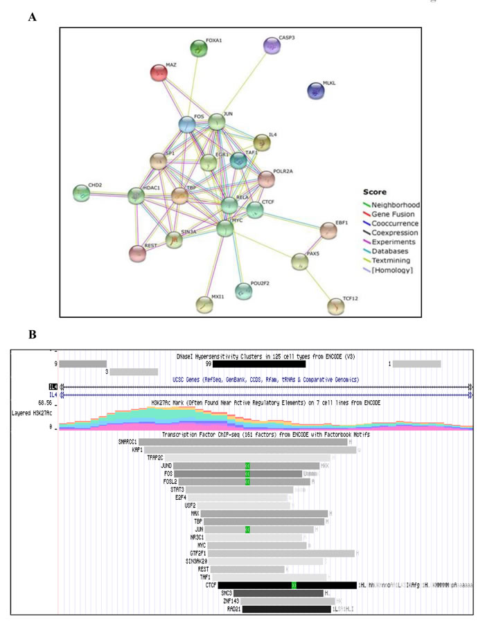 Bioinformatic analysis of commonly occurring transcription factors in