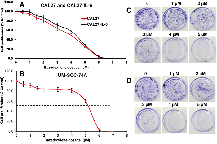 Bazedoxifene inhibits tumor cell proliferation and colony formation in a dose-dependent manner.