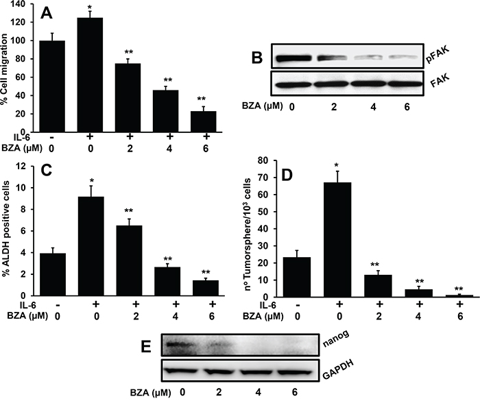 Bazedoxifene significantly decreases IL-6-mediated cell migration, ALDH expression and tumorsphere formation.