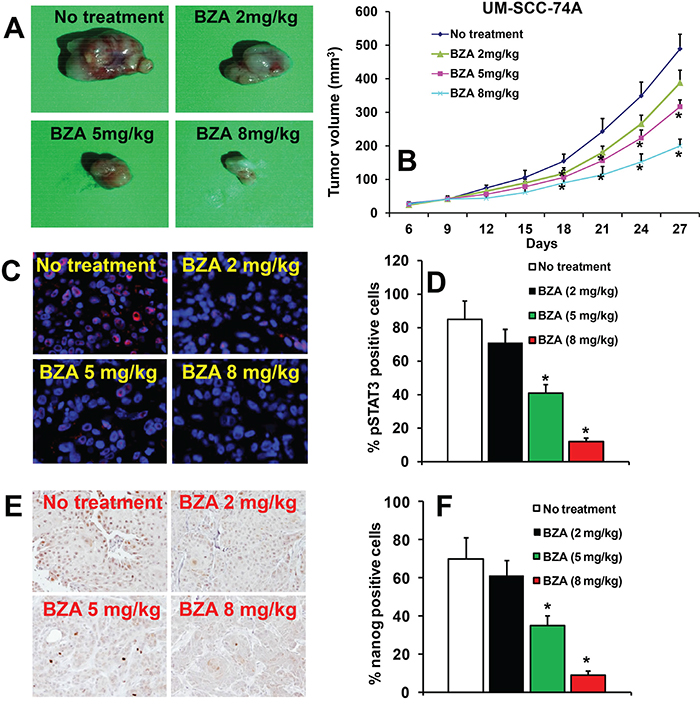 Bazedoxifene inhibits tumor growth in a dose-dependent manner.