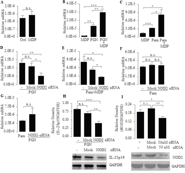 Up-regulation of TLR2-mediated expression of IL-23p19 by NOD2 in PC-like cells.