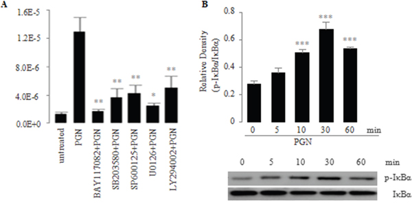 A. Effect of signaling inhibitors on PGN-induced expression of IL-23p19 mRNA in PC-like cells.