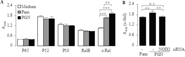 Effect of PGN and Pam3CSK4 on activation of NF-&#x03BA;B subunit c-Rel in PC-like cells.