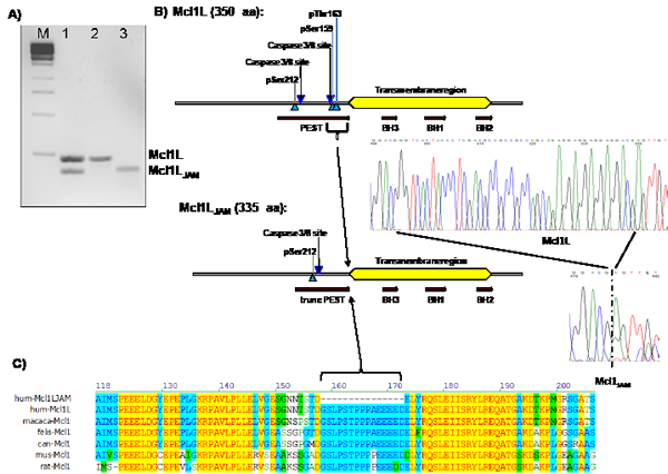 Cloning of a novel mRNA variant of Mcl1L.