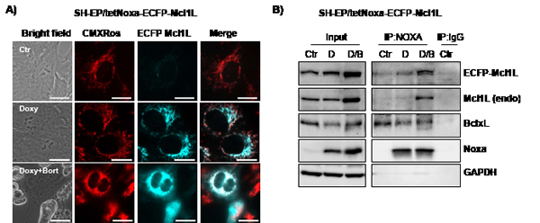 Mcl1L, but not Mcl1LJAM, inactivates Noxa.