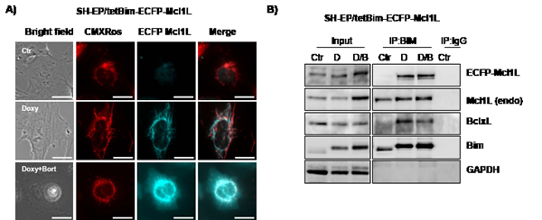 Mcl1LJAM interacts preferentially with Bim.