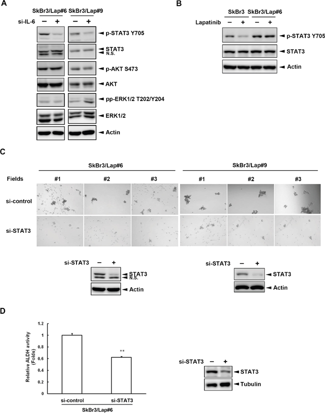 STAT3 activation is the major downstream effector for IL-6-mediated maintenance of stemness.