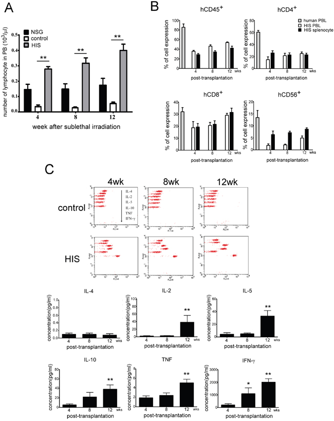Analysis of lymphocyte phenotype and human cytokines production after human CBMC transplantation in NSG mice.