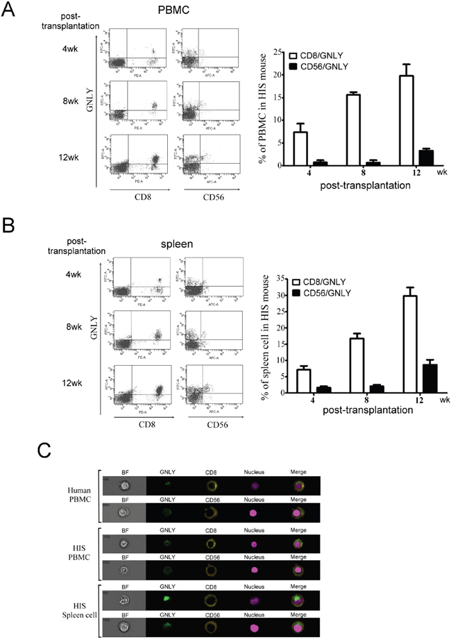 GNLY was produced by human CTL and NK cells of PBMC and spleen in HIS mice.