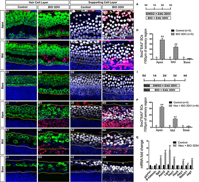 Wnt/&#x03B2;-catenin signaling activation induced proliferation of SCs.
