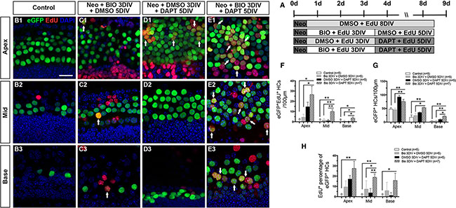 Wnt/&#x03B2;-catenin signaling activation followed by Notch signaling inhibition increased HC regeneration in neonatal mouse cochleae after damage.