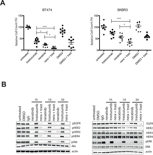 Combination of neratinib and trastuzumab has an additive effect and prevents re-activation of pHER3 and pAkt.