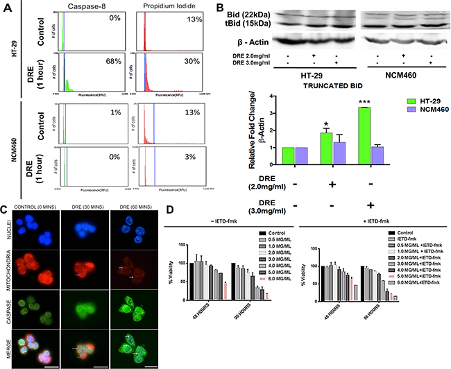 Dandelion root extract triggers the activation of caspase-8.