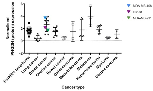 PHGDH protein expression levels in different cancer cell lines.
