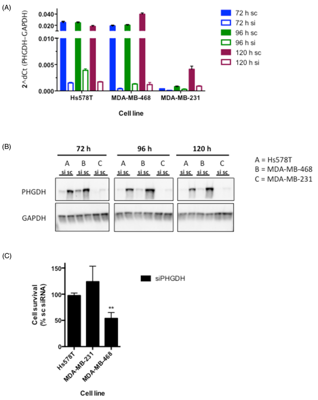 siRNA-mediated knockdown reduces cell proliferation in MDA-MB-468 breast cancer cells.