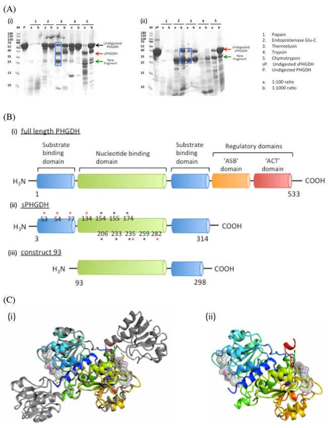 Limited proteolysis and domain composition of PHGDH.