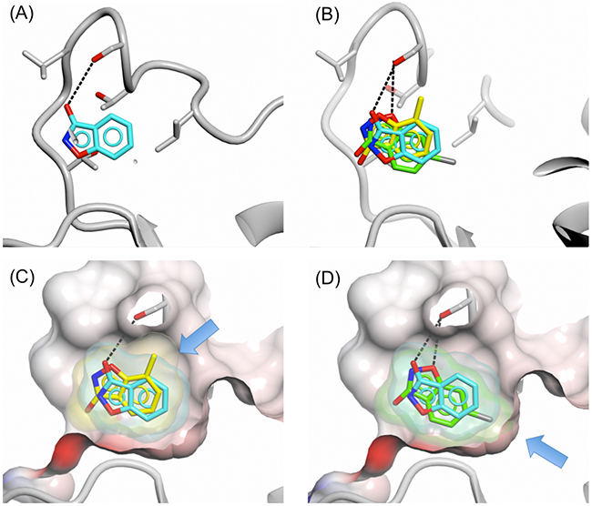 Binding of 3-hydroxybenzisoxazole and analogues with substituents at positions 5 and 7.