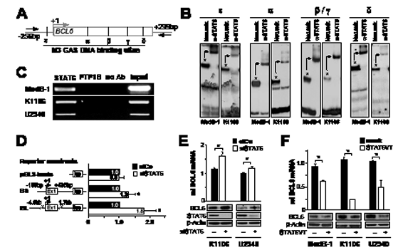 STAT6 represses BCL6 in PMBL.