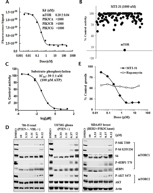 MTI-31 is a potent and selective mTOR kinase inhibitor.