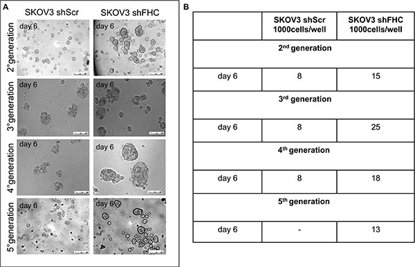 Enhanced spheroidogenesis ability of FHC-silenced SKOV3 cells.