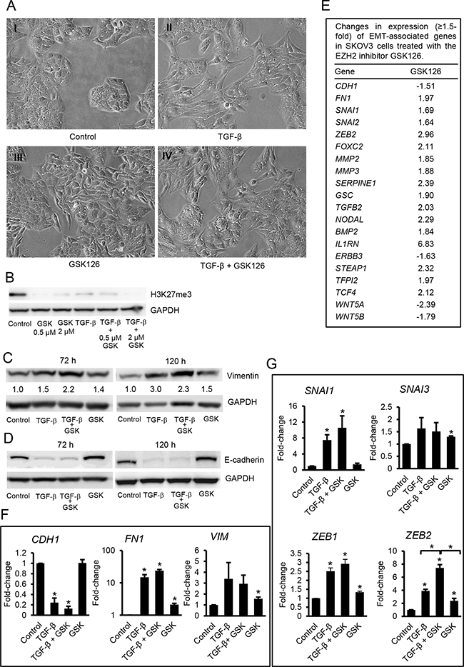 Effects of GSK126 on ovarian cancer cells.