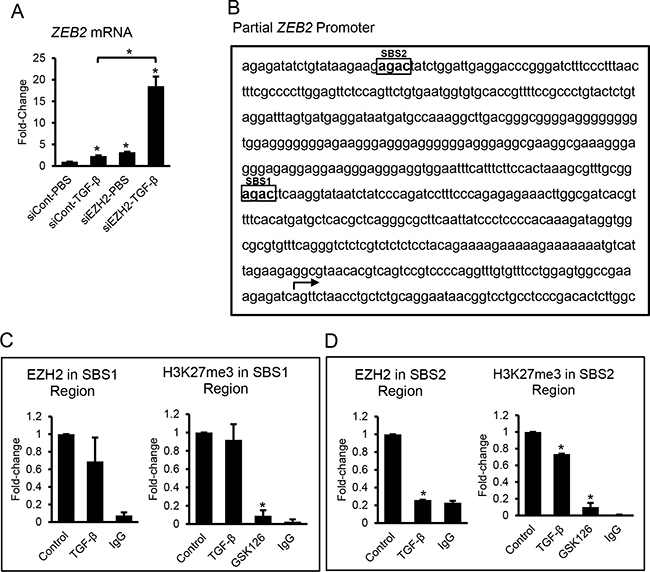 TGF-&#x03B2; and EZH2 regulation of ZEB2 expression.