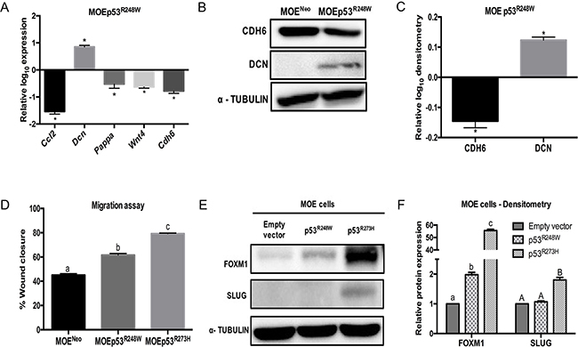 p53R248W reduces CDH6 expression and increases migration in MOE cells.