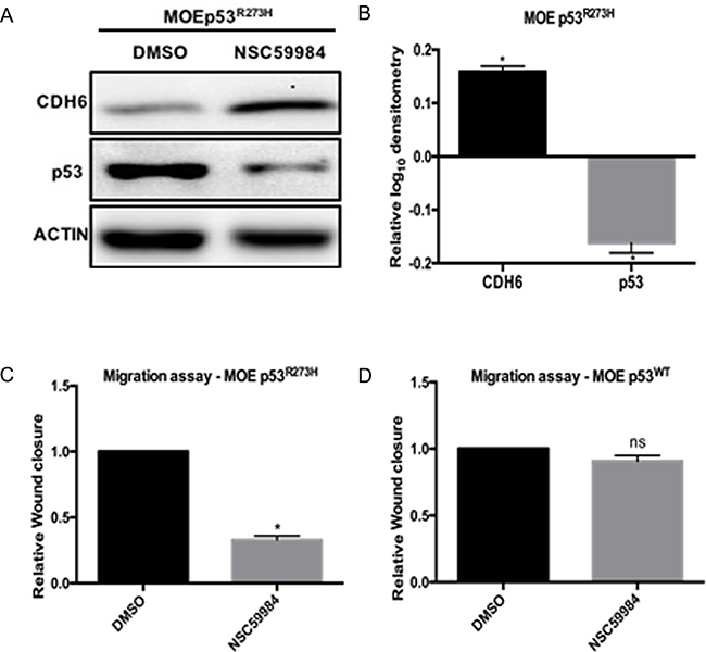 NSC59984 degrades p53R273H, restores CDH6 and inhibits cell migration in MOE cells.