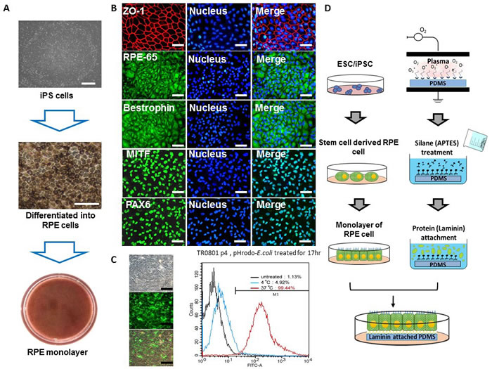 Generation of RPE monolayer from patient-specific iPS cells.