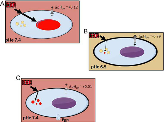 &#x0394;pHcm at the plasma membrane is an important player in OS chemoresistance.